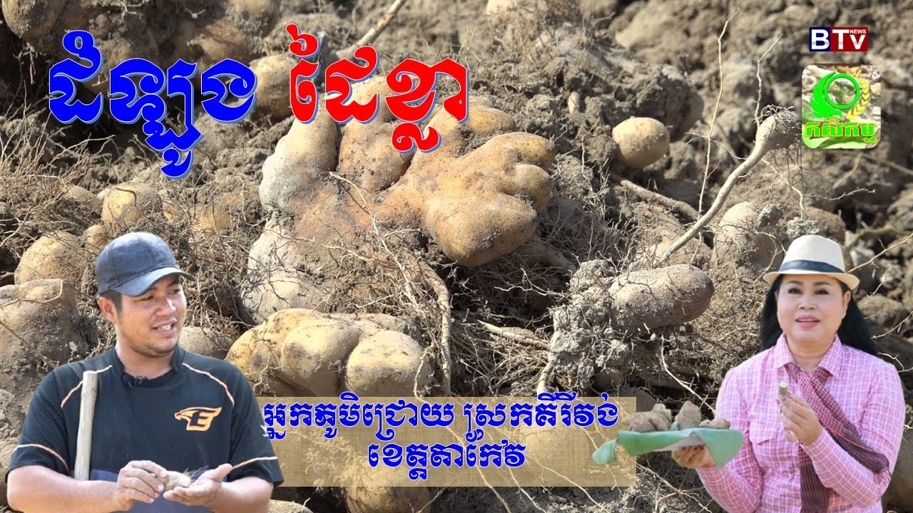 AGRICULTURE/កម្មវិធីកសិកម្មៈ ដំណាំដំឡូងដៃខ្លា 
