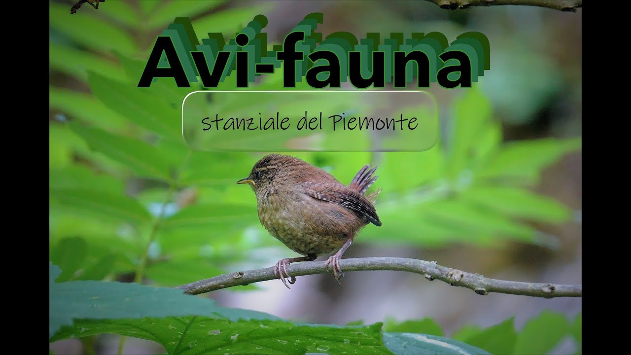 Avi-fauna stanziale del Piemonte