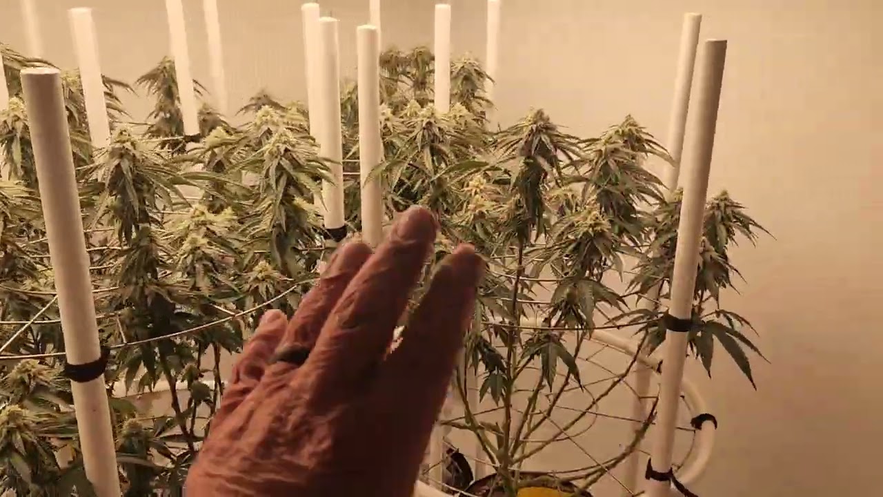 Day 35 of flower and the buds look beautiful 😍