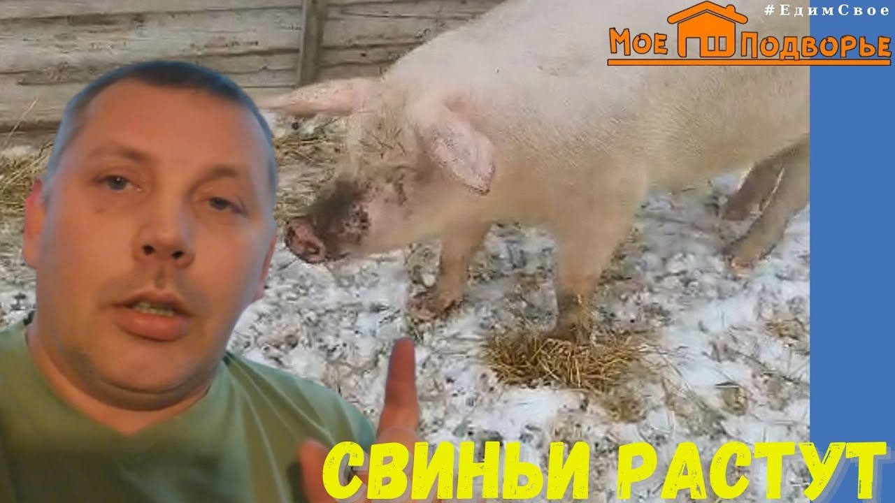 Обзор хозяйства в марте. Вентиляция с турбодефлектором на сарай.  
