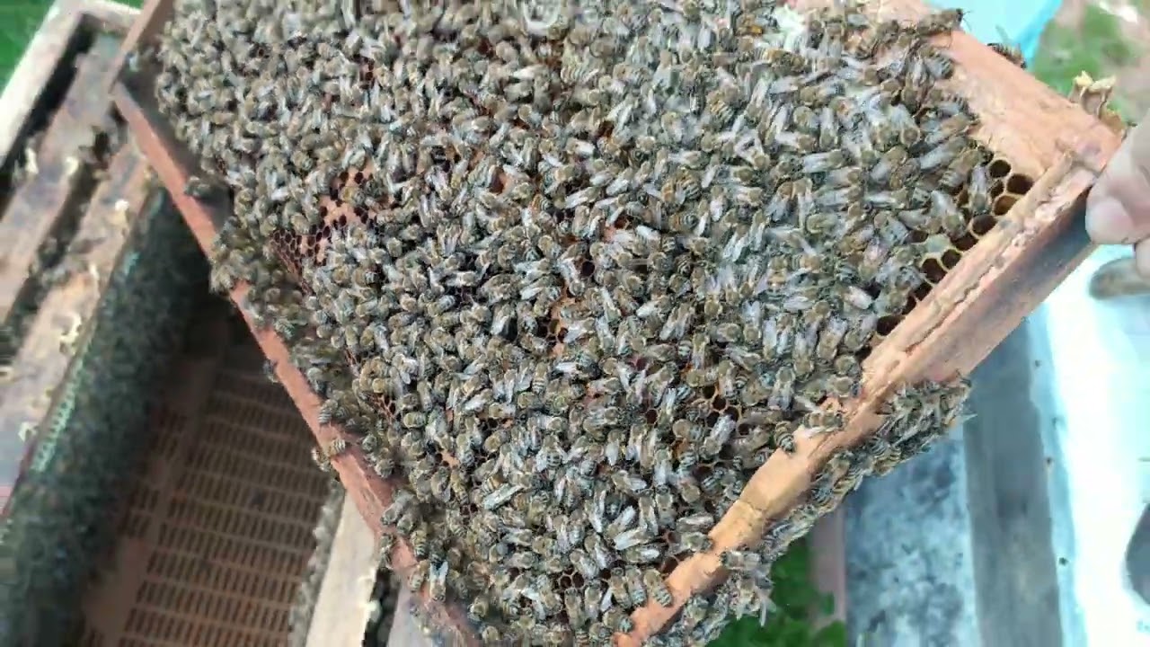 Sorulara Cevaplar #1  Kovan aktarma