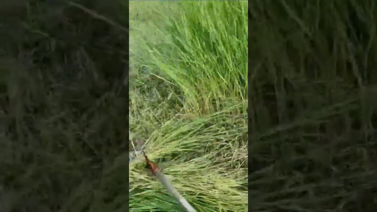 Agora ficou f&aacute;cil cortar capim na ro&ccedil;adeira