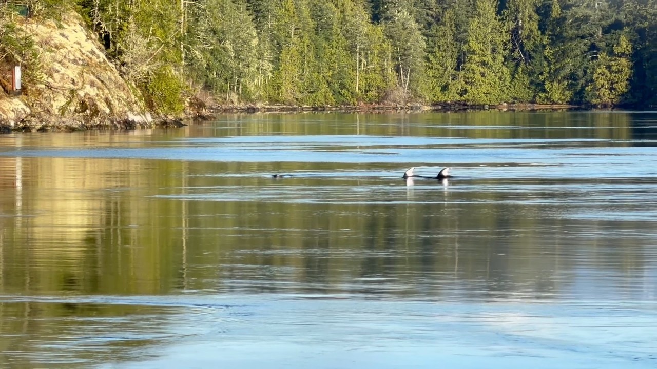 Skookumchuck waves and Pacific White-sided Dolphins, Mar 8, 2026