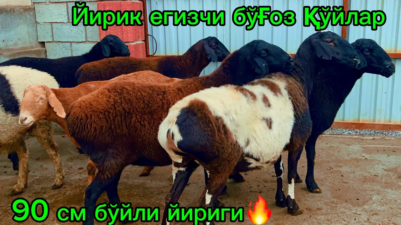 90см бўйли🔥 йош йирик бўғозлар💰4500 дан 