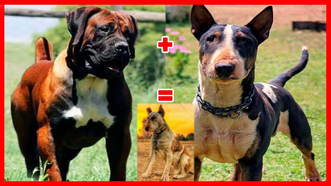 08 mezclas MONSTRUOSAS de BOERBOEL que DEBES CONOCER