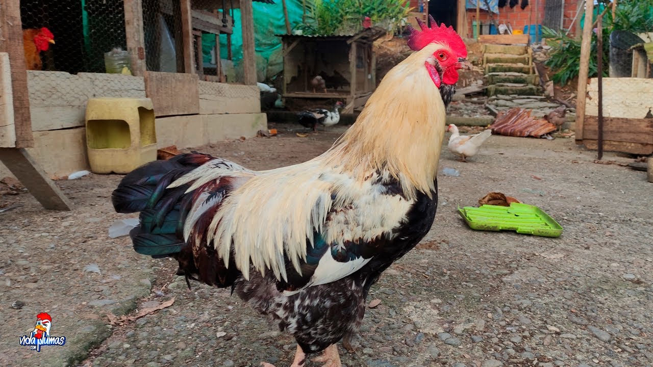 Un Dia en Mi Gallinero #13 - Trabajando Duro | Grandes Cambios en el Gallinero