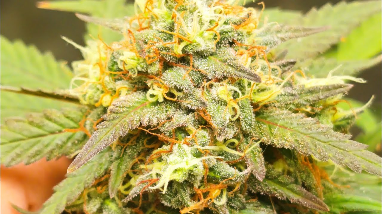 Mars Hydro TS 1000, resultados da 7&deg; semana. Cultivo Indoor. 🌞