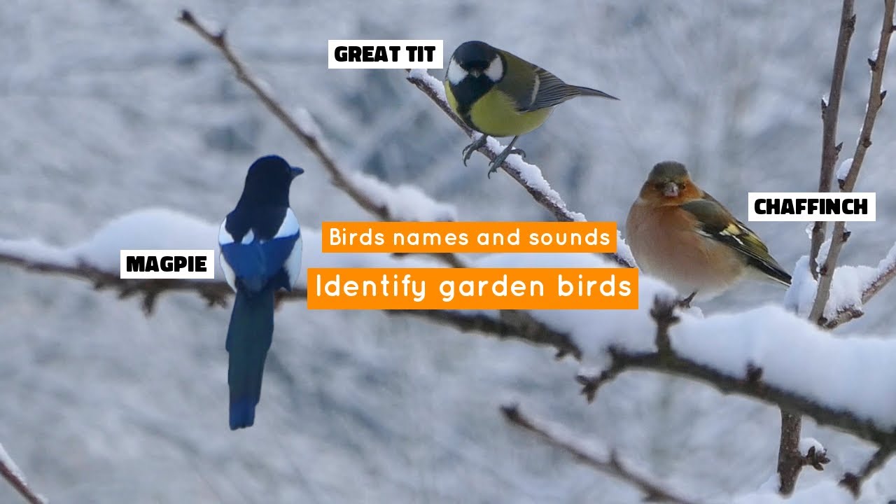 Learn Bird Species | How to Identify Common Garden Birds |6 Common Birds with Names and Sound