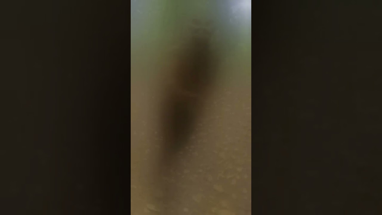Cryptid caught on trail cam! 😟 #Cryptid #TrailCam #Humanoid #Alien #Creature #Creepy #Scary 👉 #Ai 👈