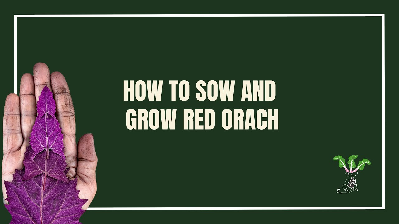 How To Sow and Grow Red Orach