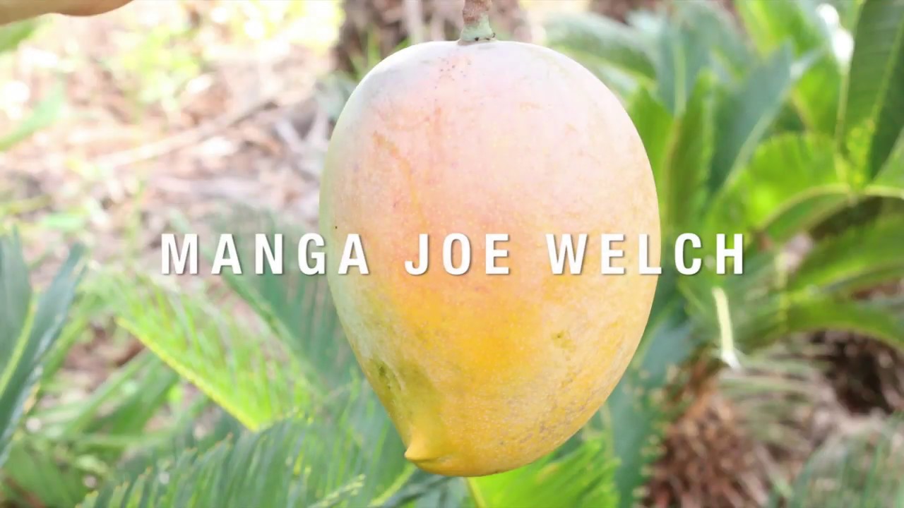 Manga Joe Welch: Muito cremosa e sem fibras