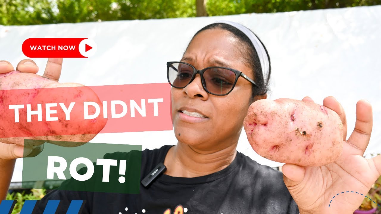 Potato Harvest 2023! | Growing Potatoes In Containers VS Raised Garden Beds | What Happened?!