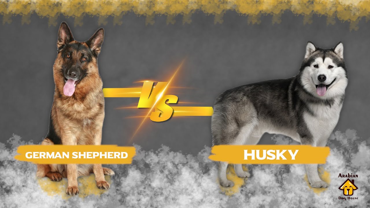 هاسكي ضد الجيرمن شيبرد - V#72