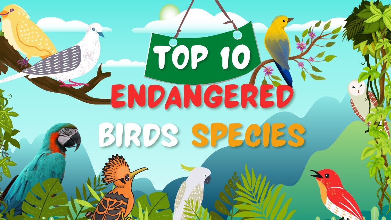 || Top 10 endangered birds species in the World ||