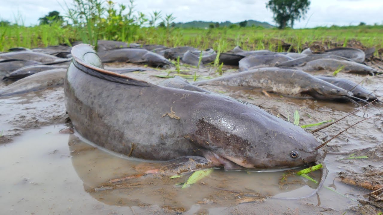 Catching a Huge Mud Monster by Hand! Giant Mud Fish Discovered in Dry Season Field!