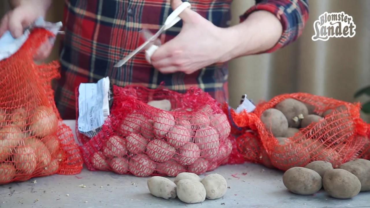 Odla potatis i kruka eller hink &ndash; g&ouml;r s&aring; h&auml;r