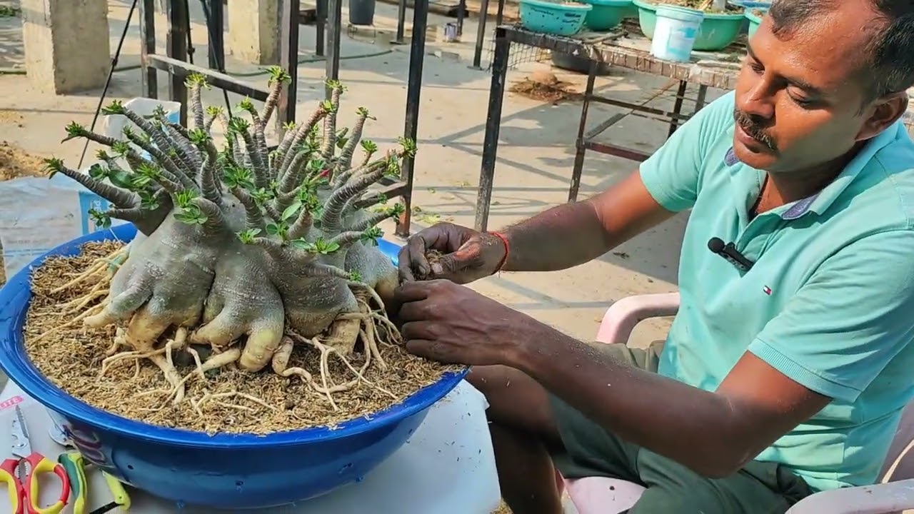 Natural Roots Training in Adenium Arabicum for Bonsai Shape #adenium #desertrose #arabicum #bonsai 