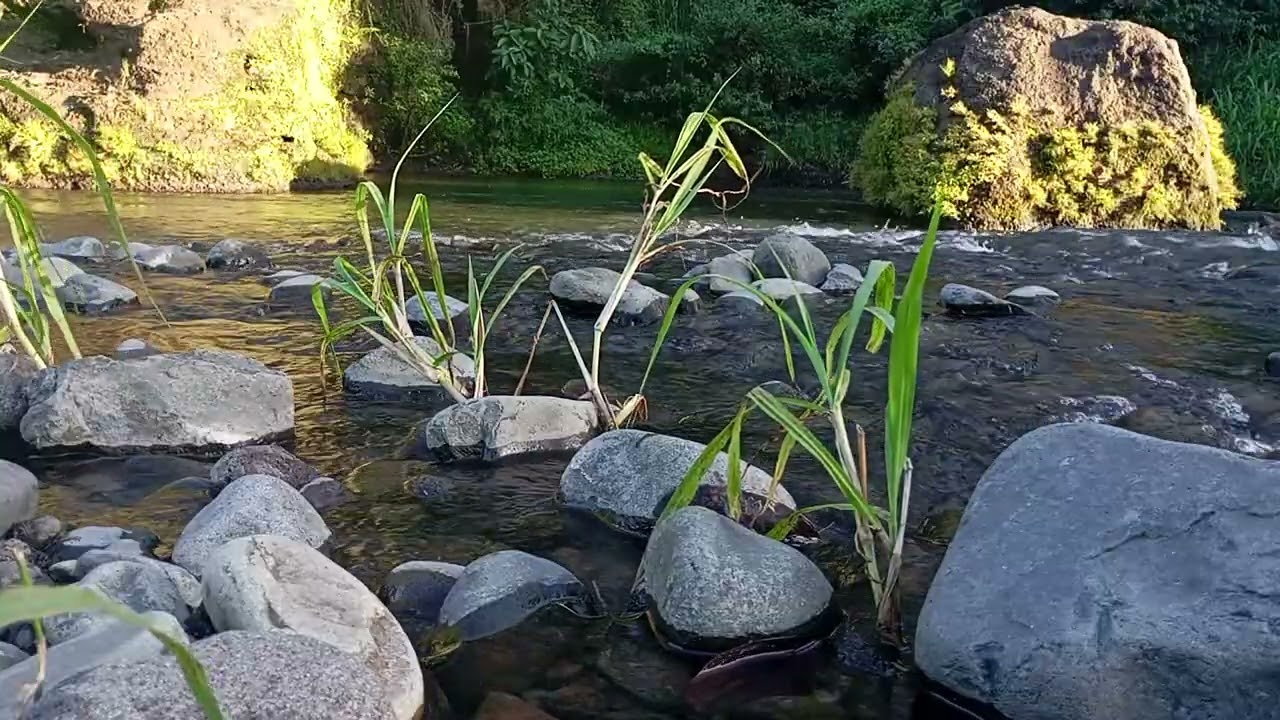 Still Night, Flowing River | Calm Ambience for Meditation & Sleep