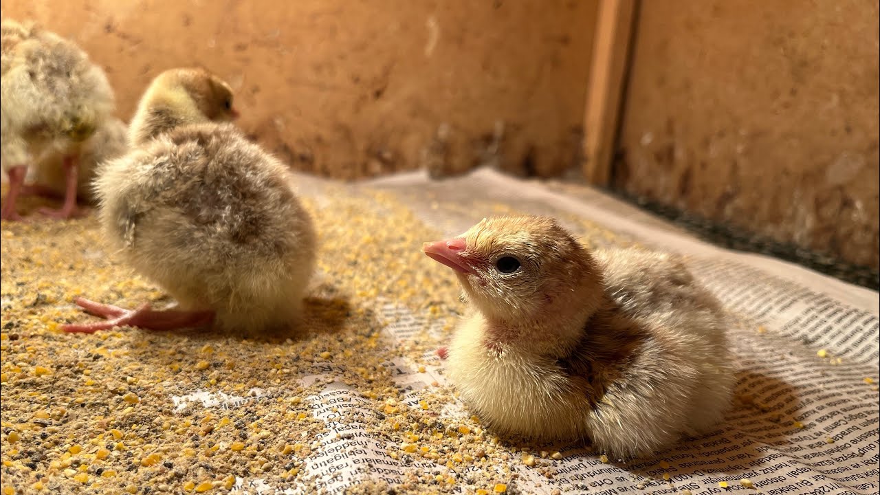 Kırmızı Hindi Yavruları Çıktı / Kümeslerin Yerleri Değişti / Yeni Salma Papağan Kafesi