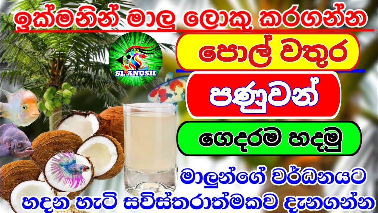 පොල් වතුර පනුවන් |  ගෙදරම ලේසියෙන්ම හදමු | pol wathura panuwa | fish food | live food for fish