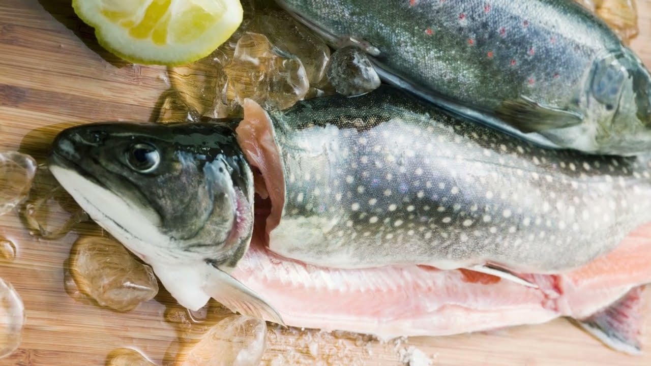 Alles &uuml;ber Saiblinge - Der Saibling ist ein faszinierender Fisch - Saiblingsfilet ist immer mega gut