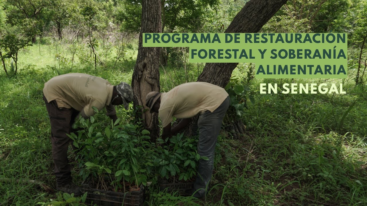 Restauración forestal y soberanía alimentaria en Senegal