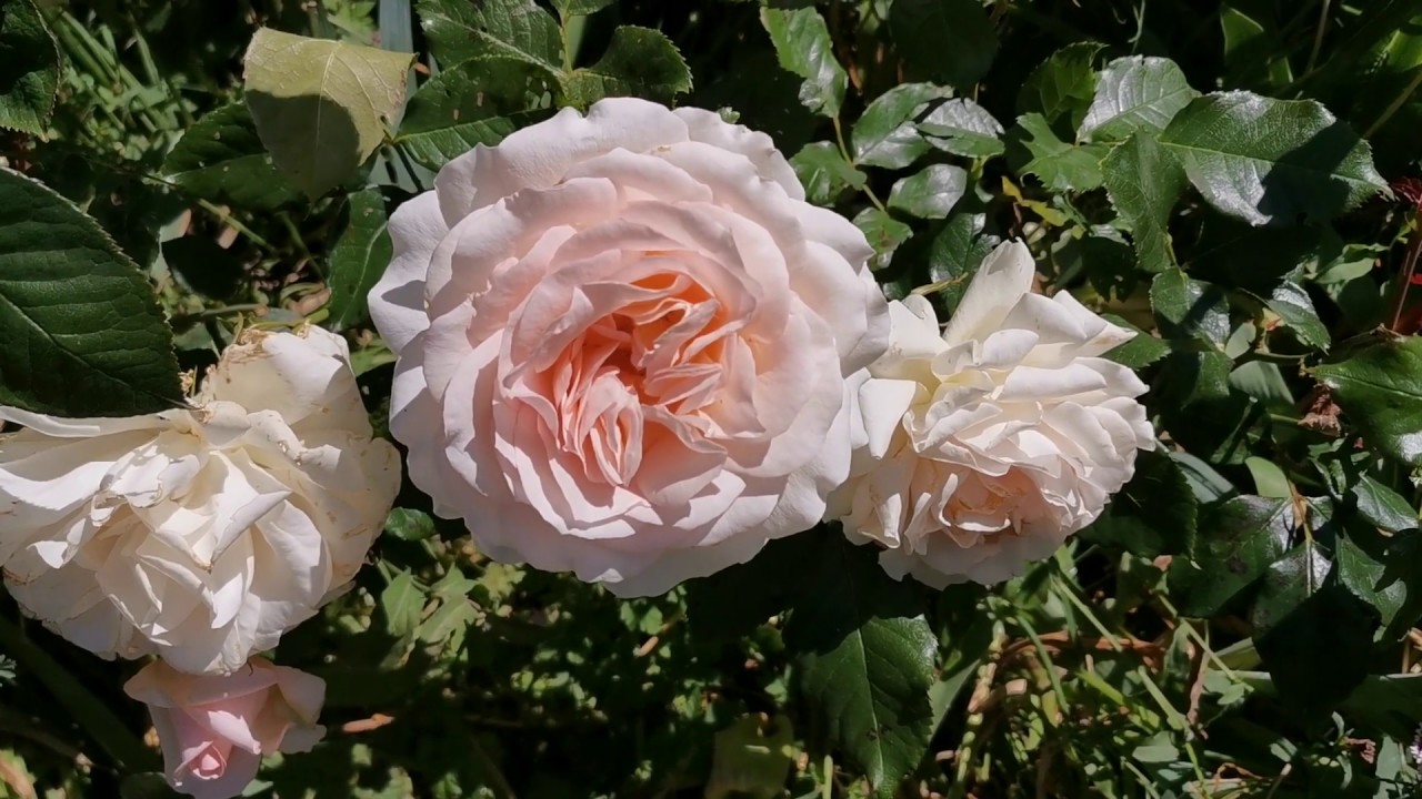 Most fragrant plant / best scented flower USDA 8 - Late May 2020 tour of my fragrant garden in UK