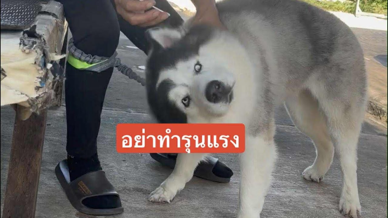 เฮ็ดเบาๆแหน่วัลย์