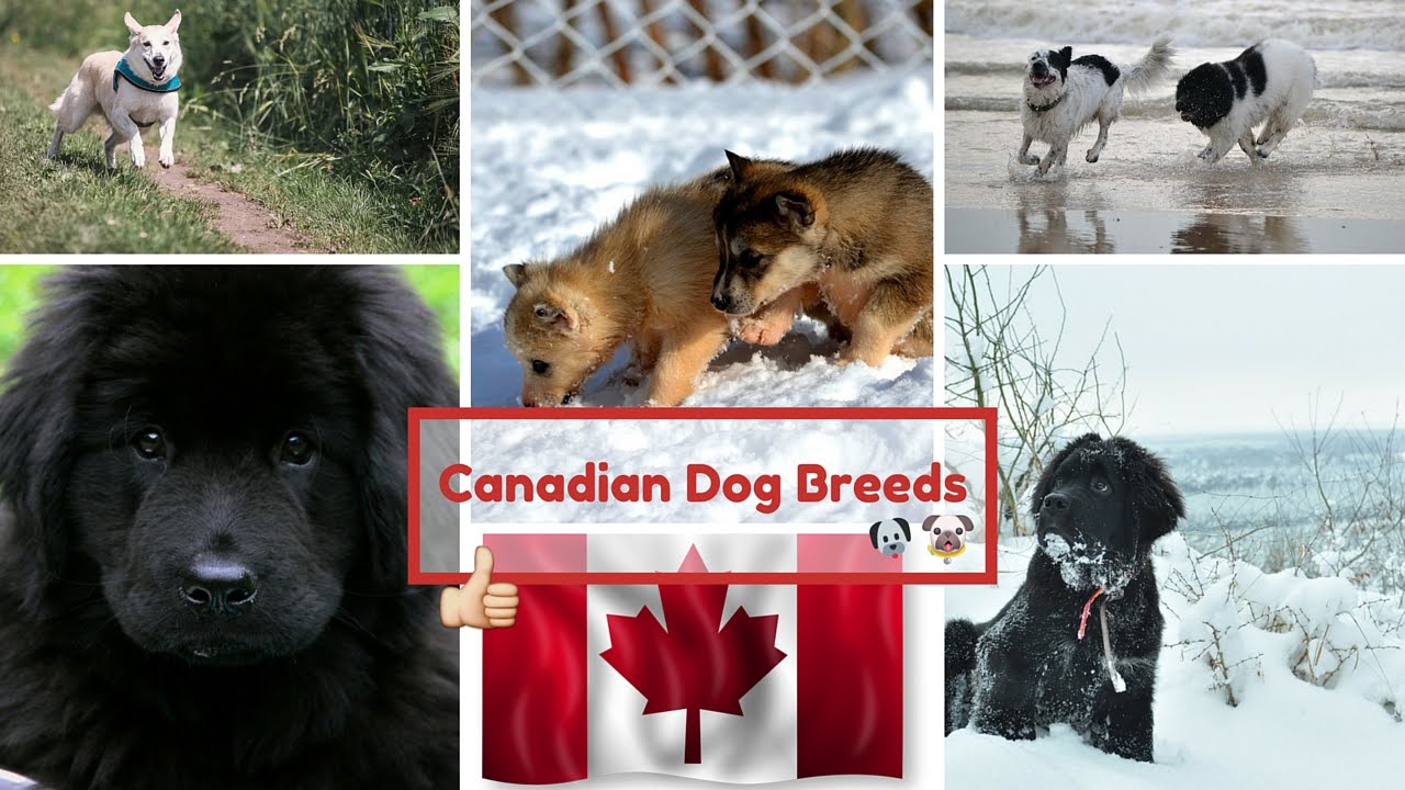 Canadian Dog Breeds