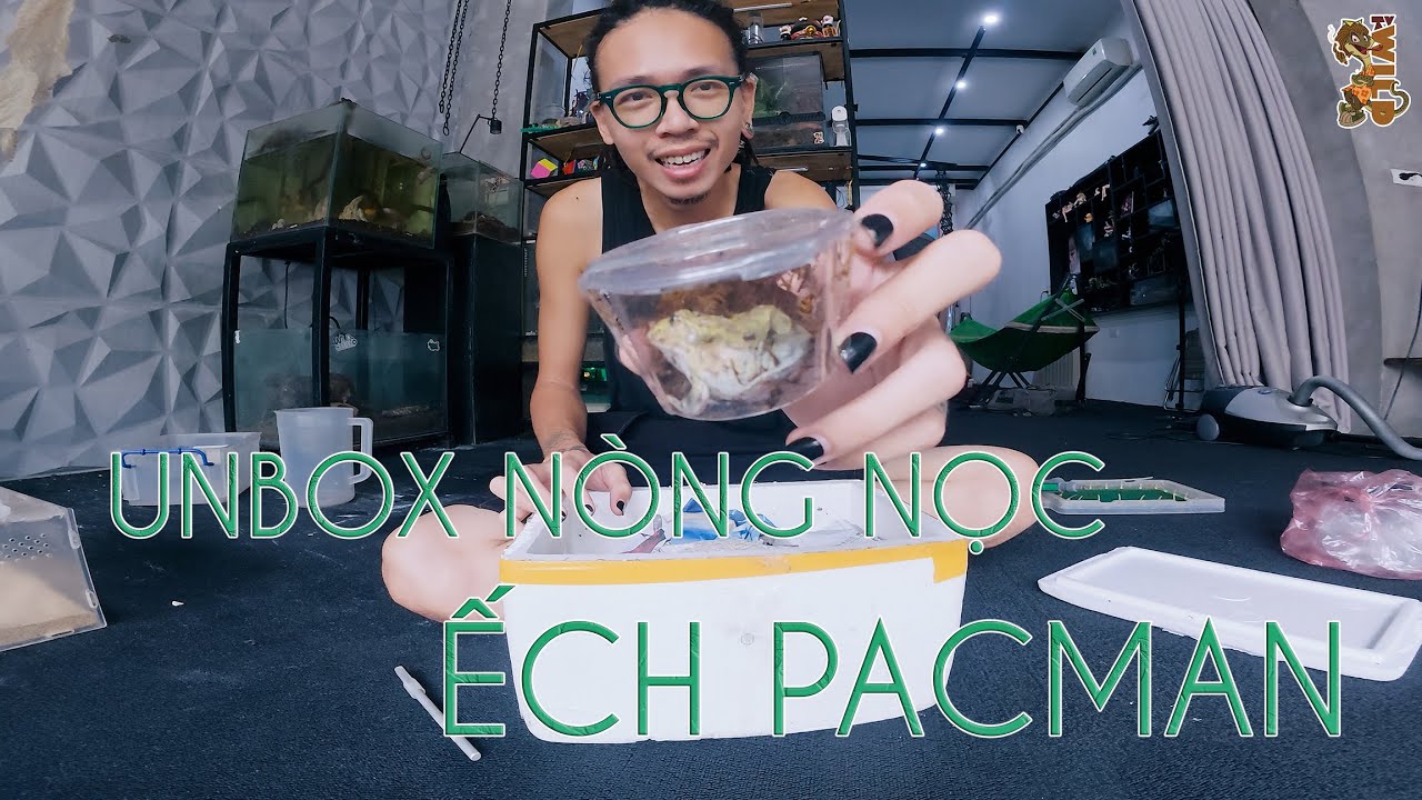 Unbox nòng nọc ếch pacman - chăm thử nòng nọc lên thành ếch | WILDVN TV