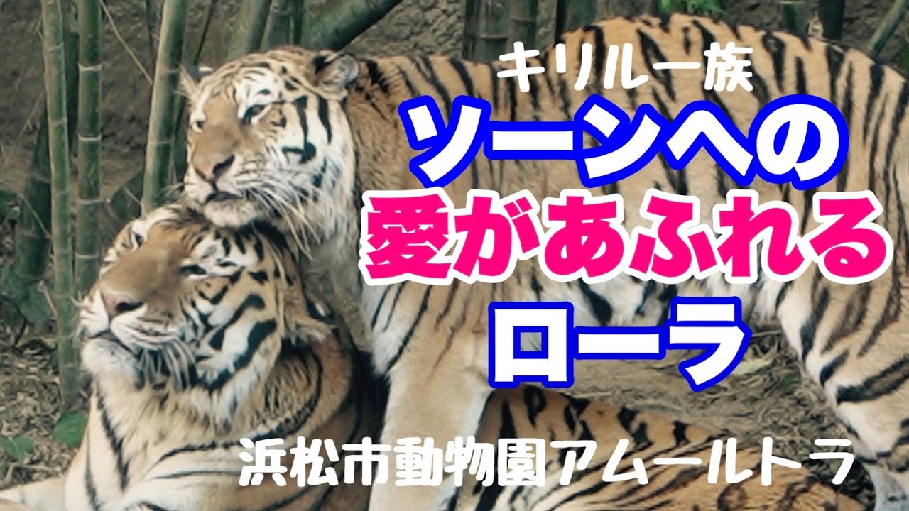 ソーンが好きすぎるローラ〜浜松市動物園アムールトラ