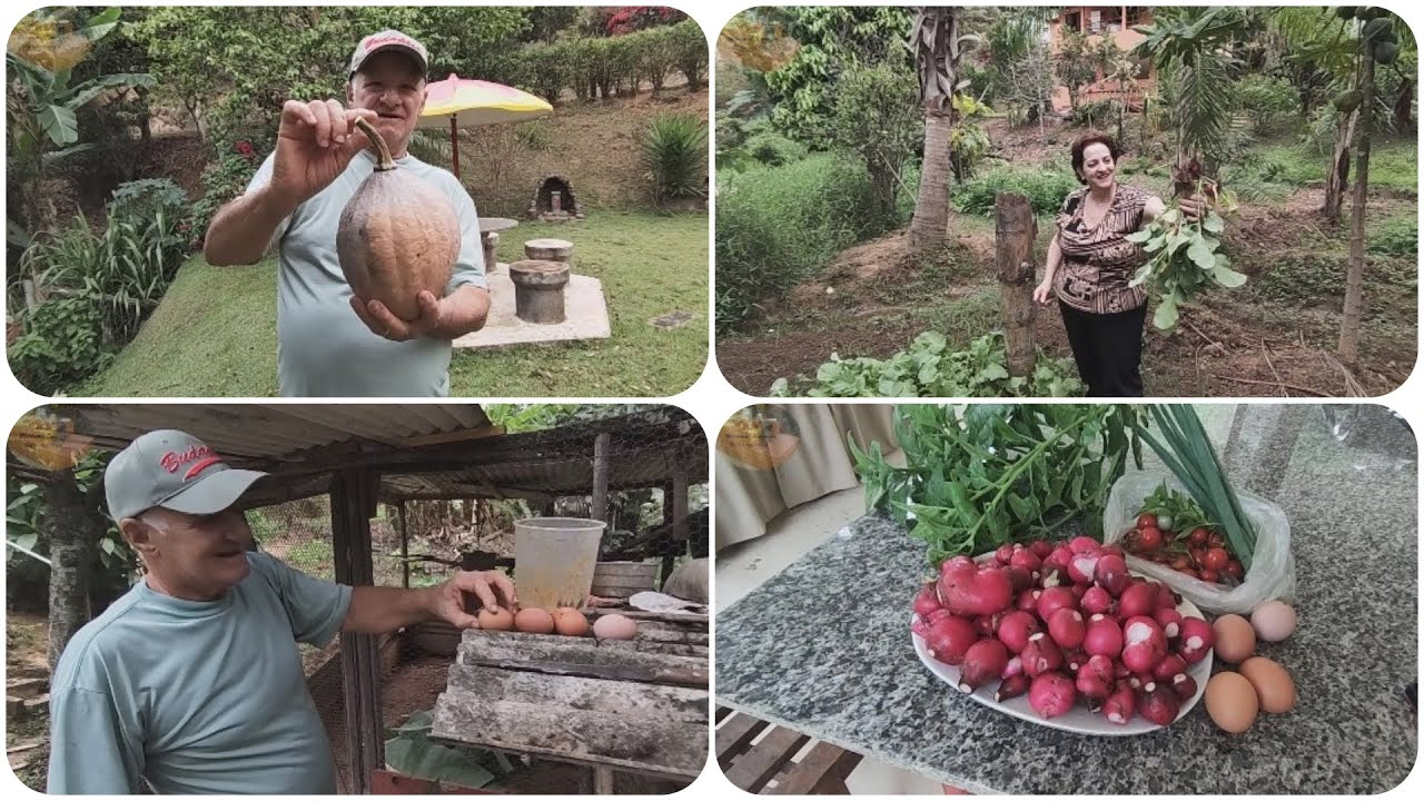 MANHÃ DE COLHEITA NO RECANTO SOSSEGO COM MARIA E ROMILDO #mariaeromildo #vidanaroça #recantosossego