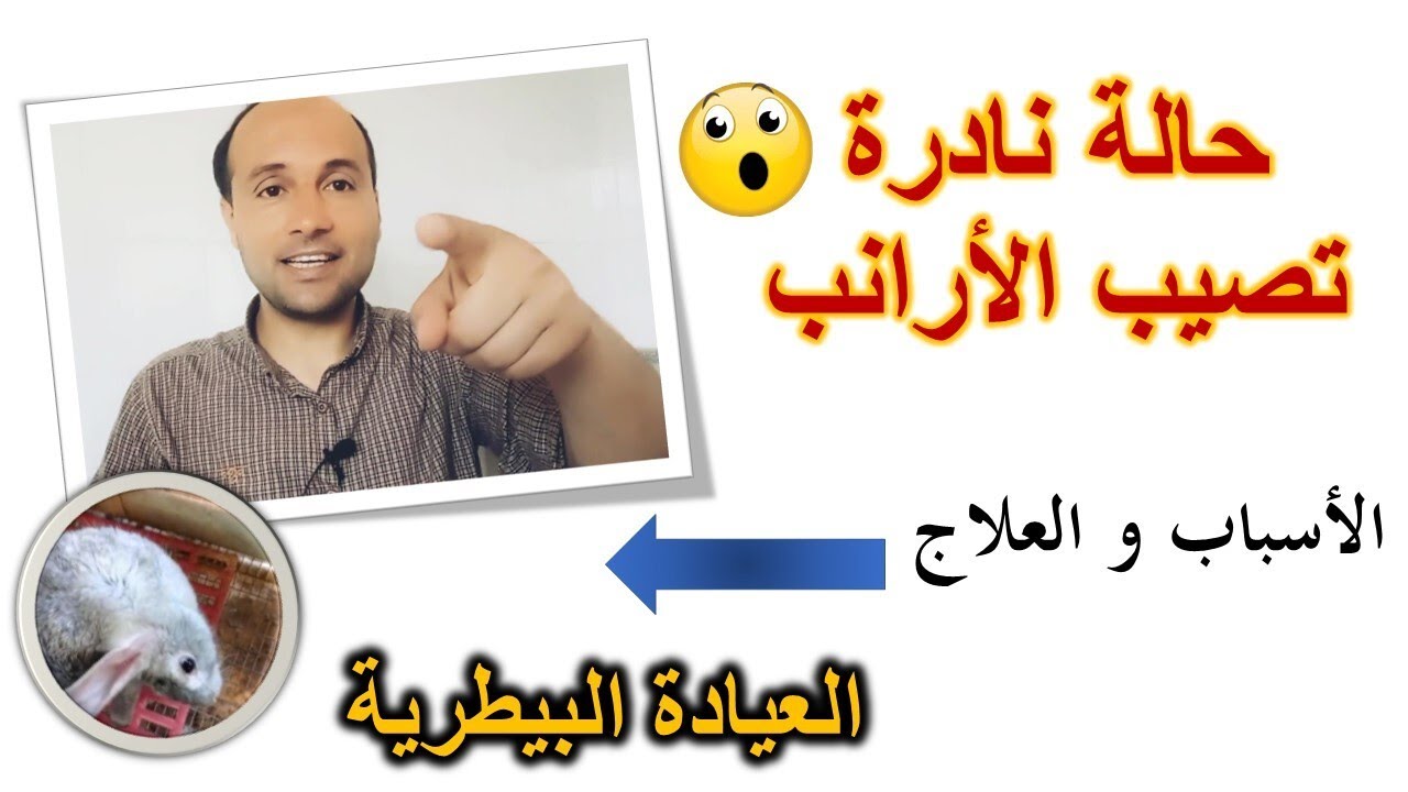 العيادة البيطرية 11 | علاج التواء الرقبة عند الارانب بأفضل طريقة | امراض الارانب
