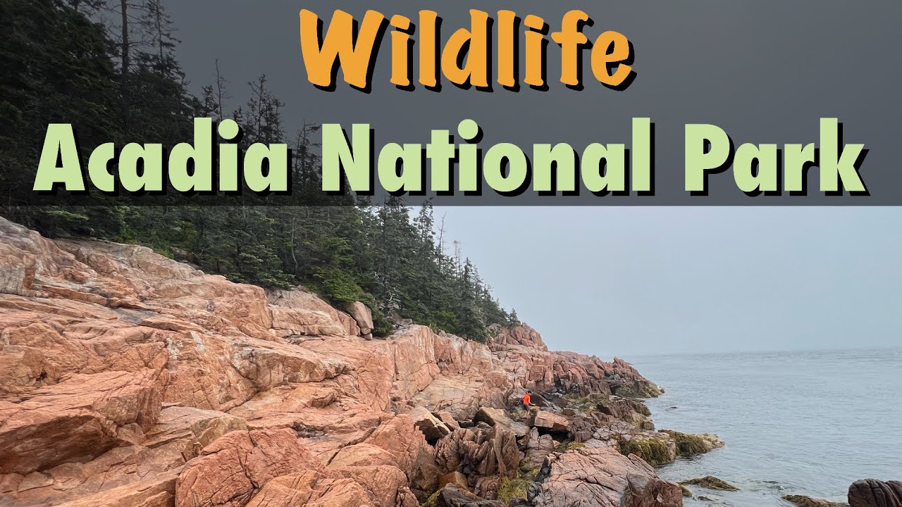 Wildlife in Acadia National Park
