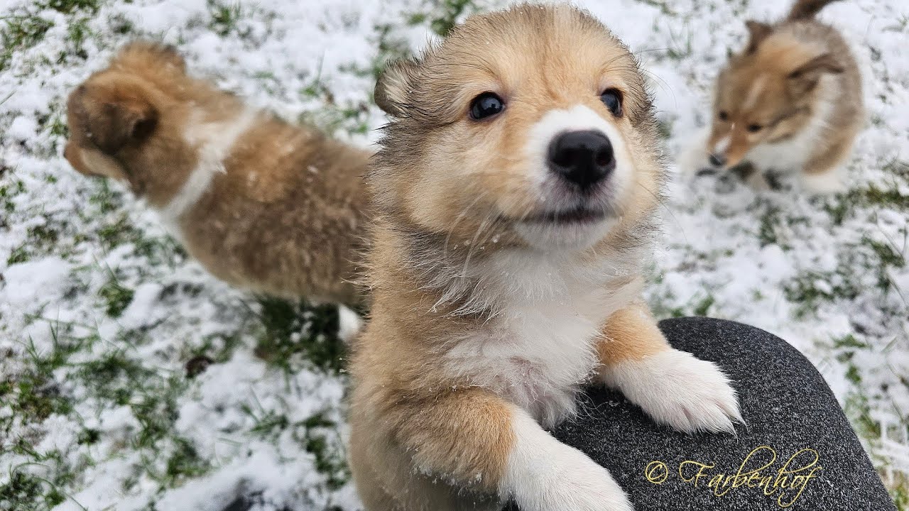 Die siebte Lebenswoche des B-Wurfes ❄️☃️