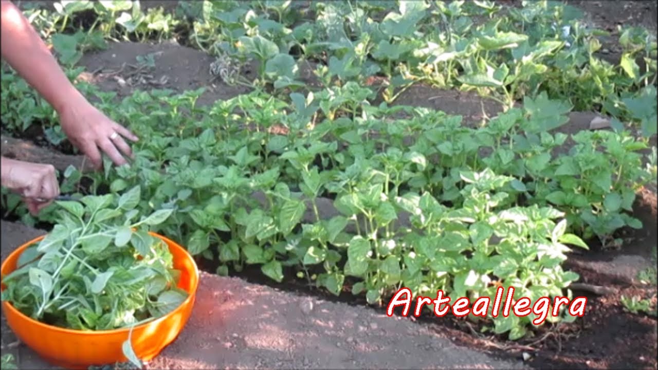 COME RACCOGLIERE IL BASILICO