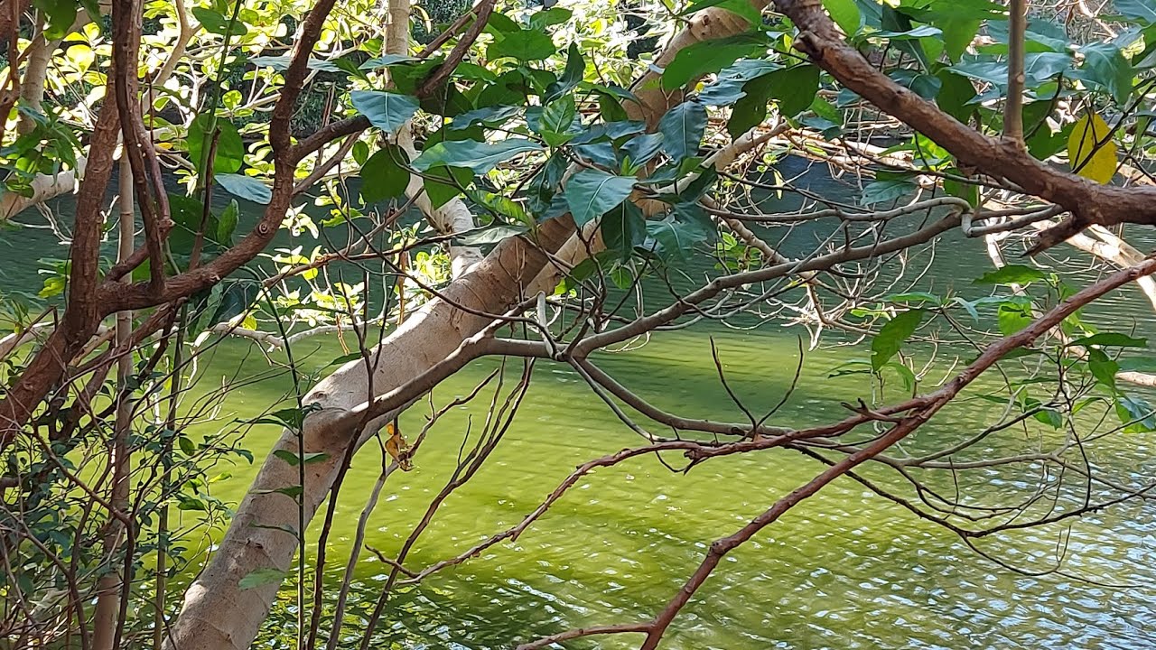 An Afternoon Walking in a university NTHU Hsinchu Taiwan | November 2023