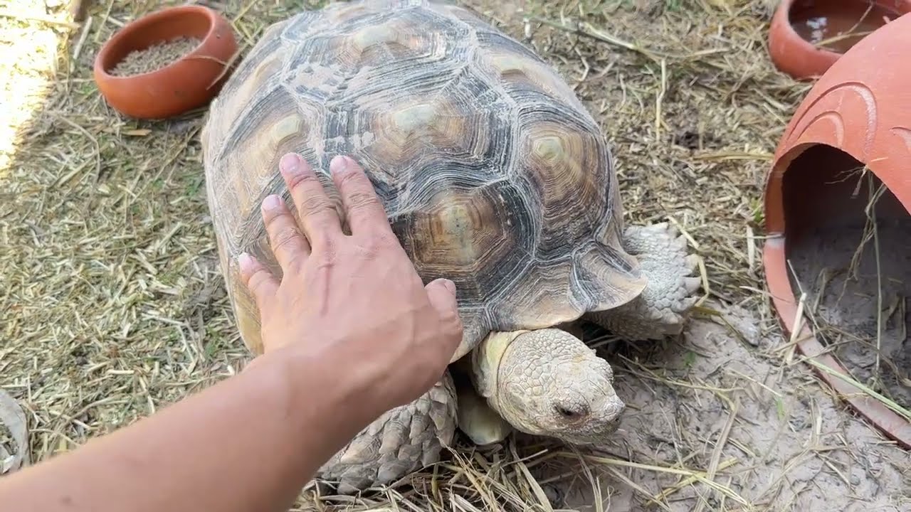 ไม่น่าเชื่อจะเกิดเหตุการแบบนี้กับกรงกระต่ายของศิวดล !!! พร้อมอัพเดจสัตว์ให้ชม