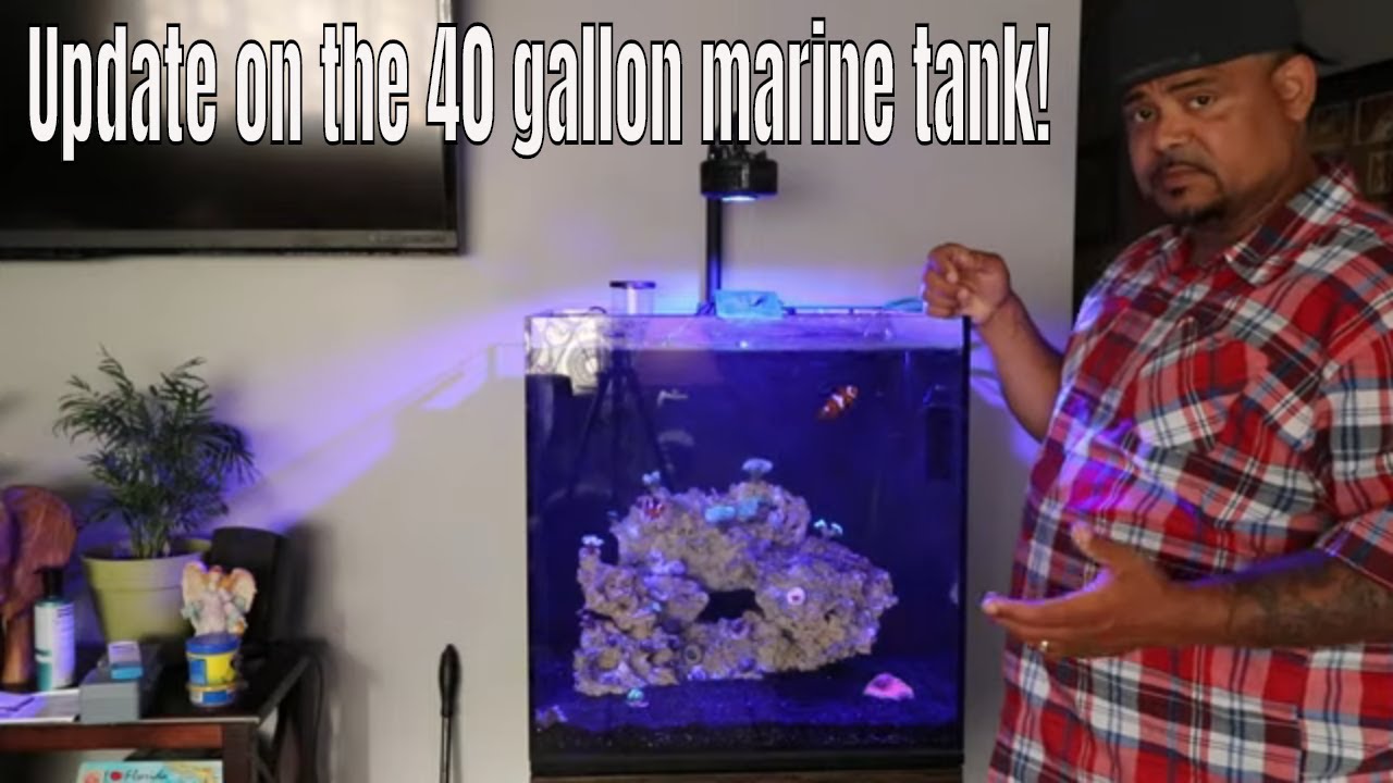 Update on the 40 gallon marine tank