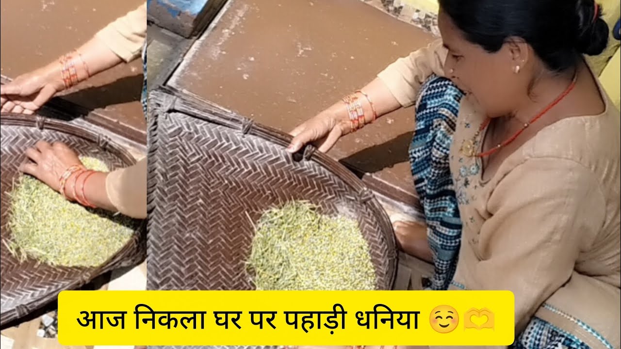 आज निकला हमने खेत से पहाड़ी धनिया ☺️