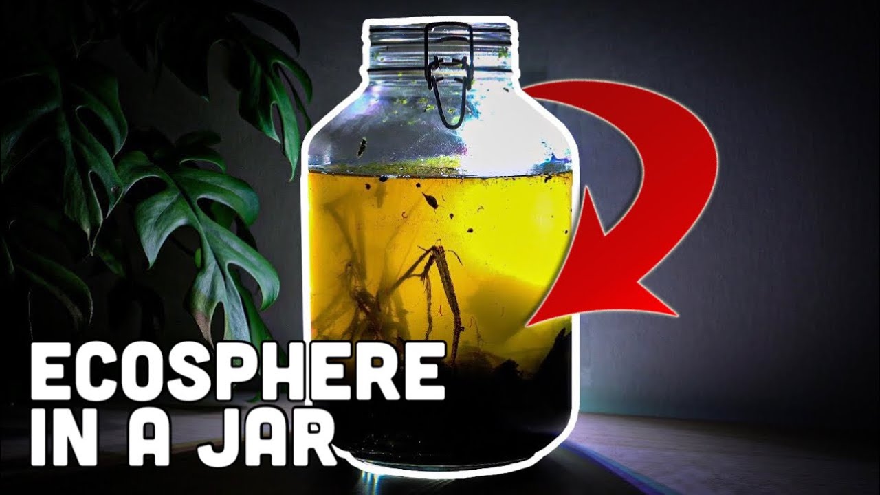How To Make an Ecosphere Jar: You Won&rsquo;t Believe What Lives Inside
