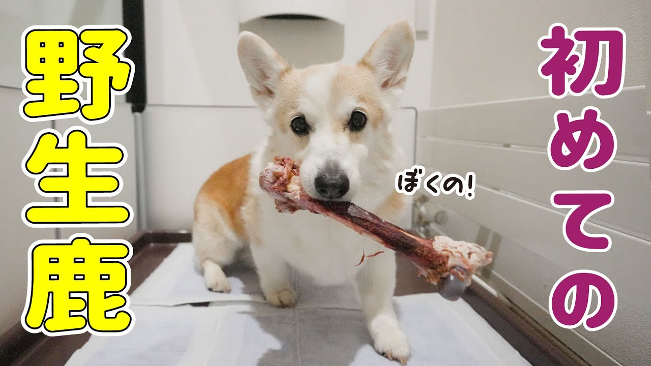 うちの天使ちゃんが野生化しました…！