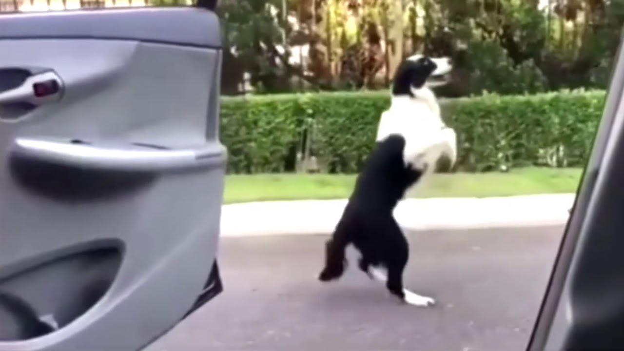 DOG DOING KEKE CHALLENGE FUNNY