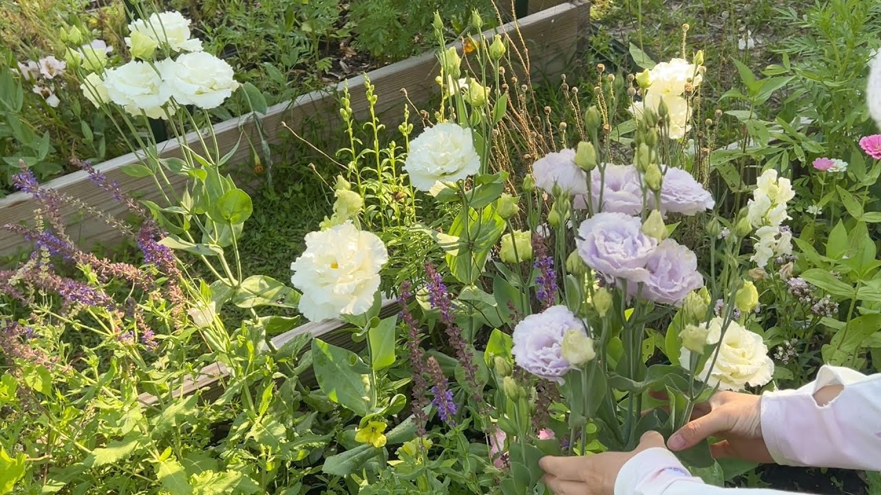 去逛逛5月的后院 有哪些惊喜呢