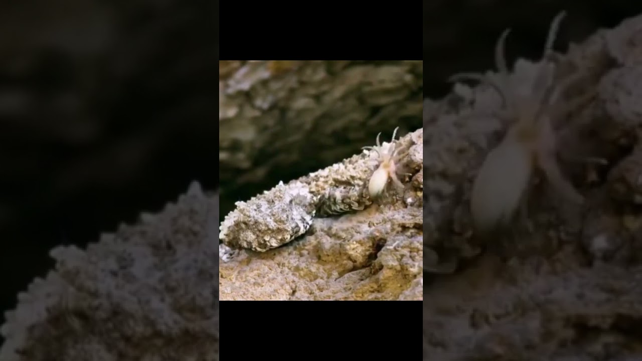 Spider Tailed Horned Viper Uses Tail To Lure Prey!🤯 #shorts