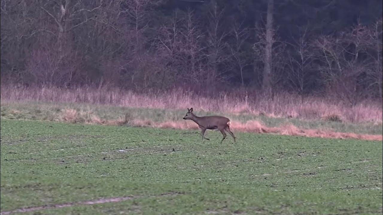 vestens vilde natur sæson 6 del 2: jagt på hjortevildt