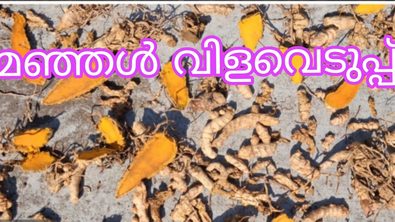 Turmericfarming#manjal# vilaveduppu#agricultural #trendingvideo #viralvideo #youtube 