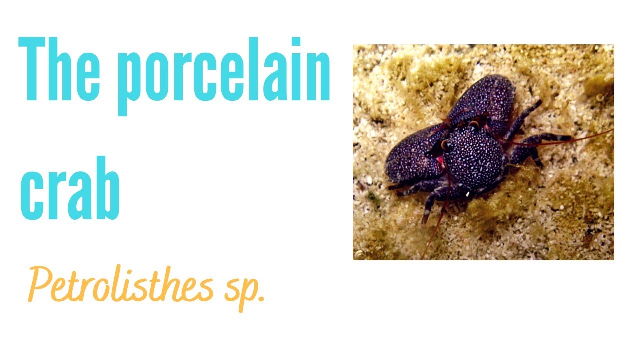 The Porcelain Crab in your nano reef tank