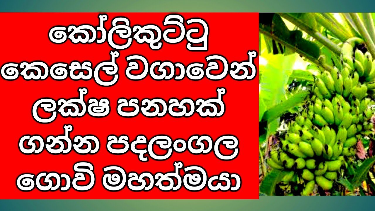 The Voice of kolikuttu Banana Farmer in Sri Lanka | අක්කරෙන් ලක්ෂ පනහක් ගන්න පුළුවන් කෙසෙල් වගාව