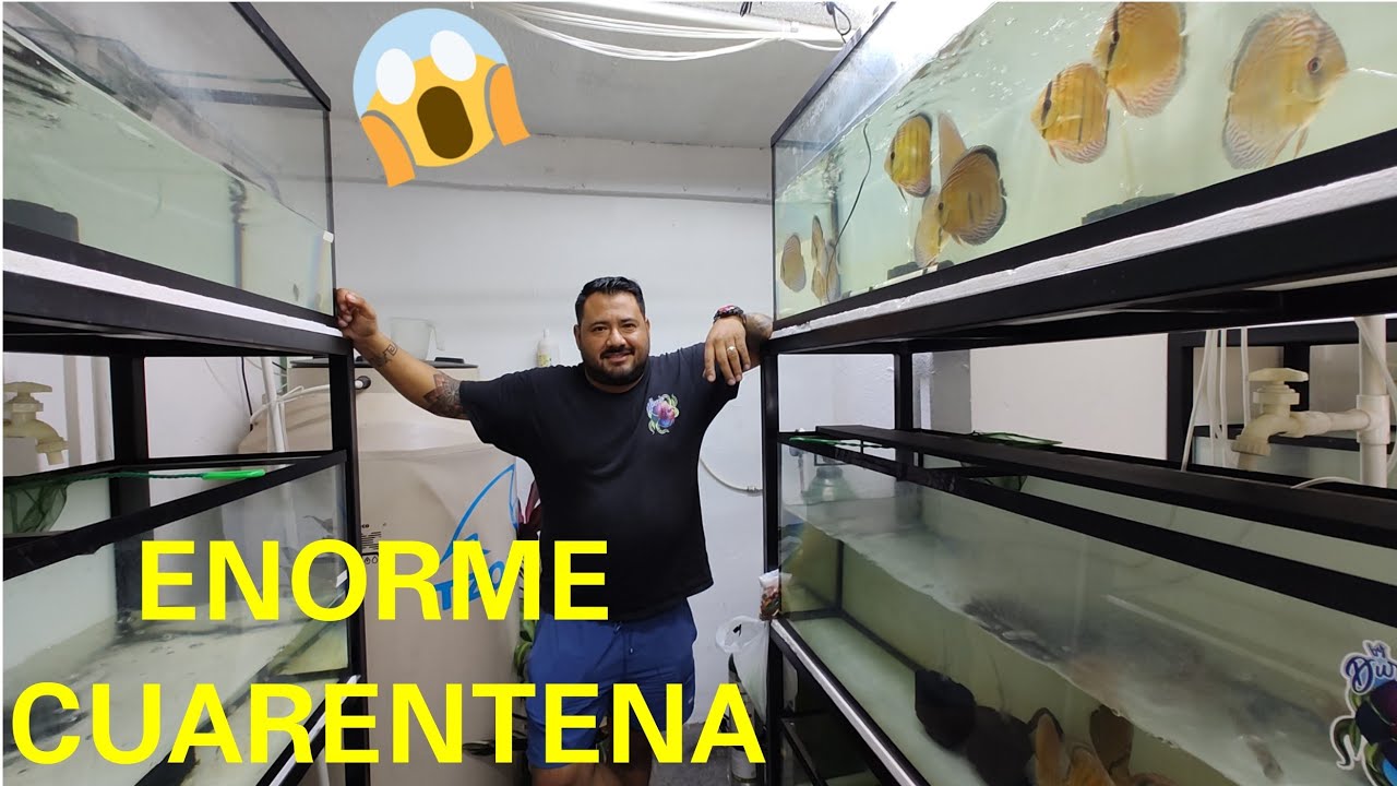Una Gigantesca Cuarentena de Peces Disco Salvajes: Duran Discus (Chars Fishers)